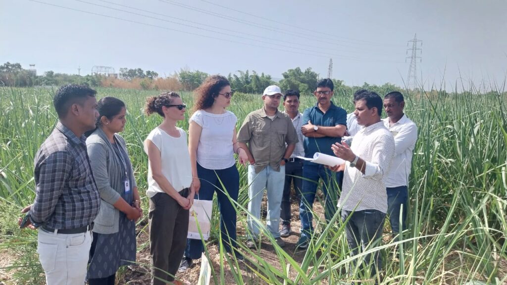 10 people survey a field with tall grass.