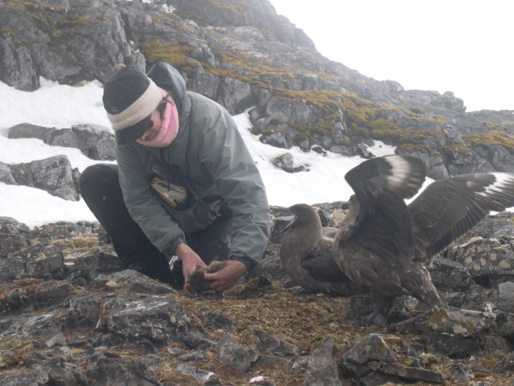 Anderson studying skuas, a type of polar bird seabird, in Antarctica in 2005.